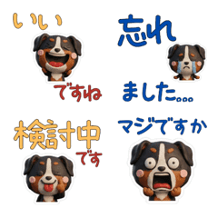 สุนัขเบอร์นีส เมาน์เทนด็อก สุภาพ 29