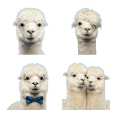 Realistic Alpaca Emoji (Photo-style)