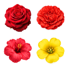 靜靜盛開的心意｜真花貼圖