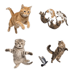 Jumping Cat (Realistic)