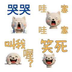 Taiwanese White Shiba Inu 39