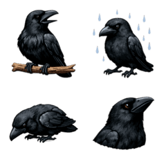 ハシブトガラス