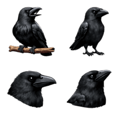 ハシブトガラス 3D