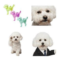Bichon Frise (Realistic)