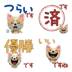 Polite Cornish Rex 11