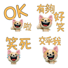 Taiwanese Cornish Rex 33