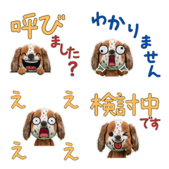 Moving Polite Setter 12