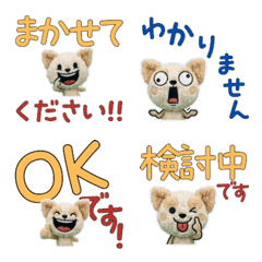 Moving Polite Chiwapoo 12