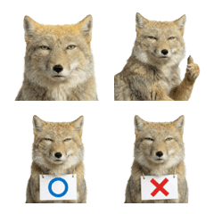 อีโมจิจิ้งจอกทิเบตแบบสมจริง (Sand fox)