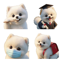 White pomeranian, Keita#2