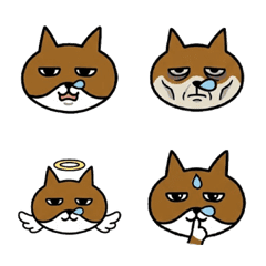 Choco the cat with a runny nose