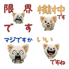 ชิวาวาผสมพุดเดิ้ลสุภาพ 11