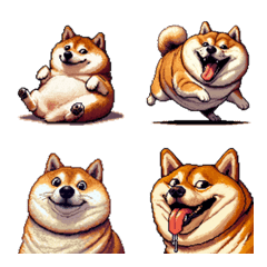 リアクションな太っちょ柴犬