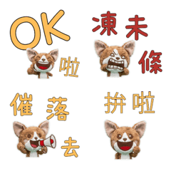 Taiwanese Devon Rex 33