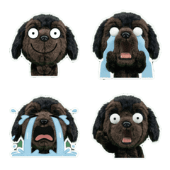 สุนัขนิวฟาวด์แลนด์ 8th