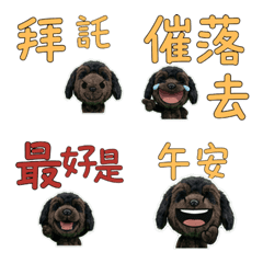 Taiwanese Newfoundland 33