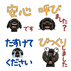 Polite Newfoundland 11