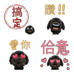 Moving Taiwanese Newfoundland 34