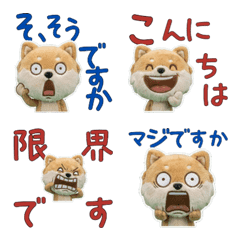 Moving Polite Pomchi 12