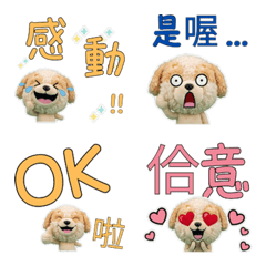 Moving Taiwanese Pomapoo 34