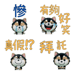 Moving Taiwanese Pomsky 34