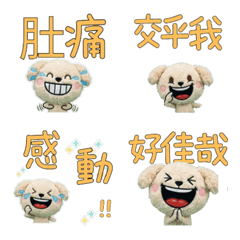 Moving Taiwanese Maltipoo 34