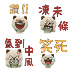 Moving Taiwanese Minuet Cat 34