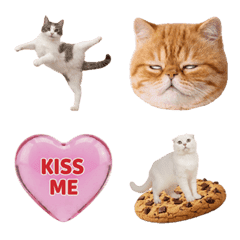 ラブリー・キューティー・プリティー・猫