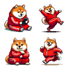 สุนัขชิบะอ้วนที่ต้องการชุดวอร์ม