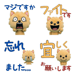 ลาบราดอร์ คำสุภาพ ขยับได้ 12