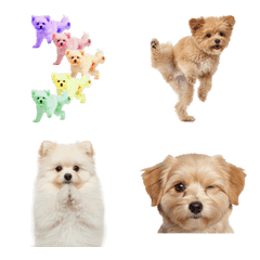 ปอมาปู แบบสมจริง