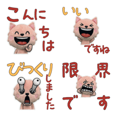 แมวแบมบิโน สุภาพ 11