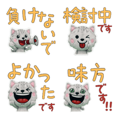 Animated Polite Burmilla 12