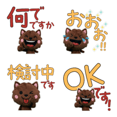 แมวฮาวานา สุภาพ 11