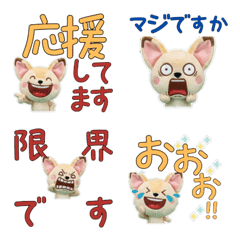 สุนัขจิ้งจอกเฟนเนก สุภาพ 11