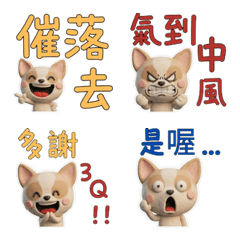 Moving TW Smooth Chihuahua 40