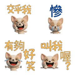 Taiwanese Smooth Chihuahua 39