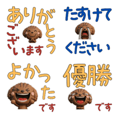 Moving Brown Tabby Poodle 30