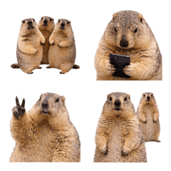 Marmot 3