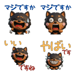 Polite Black & Tan Pomeranian 29