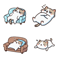 癒やしの三毛猫ちゃん