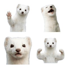 Stoat (Realistic)
