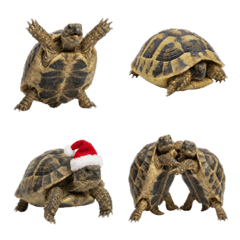 擬真赫曼陸龜表情符號