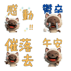 Taiwanese Colorpoint Shorthair  40