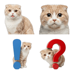 好用蘇格蘭摺耳貓表情符號(Scottish Fold)