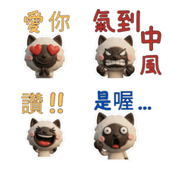 Taiwanese Colorpoint Cat 39