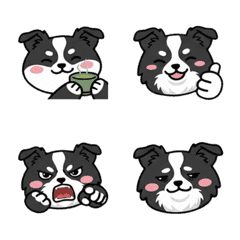 Waving Border Collie  66