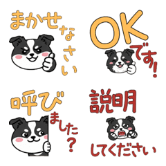 敬語丸顔ボーダーコリー23