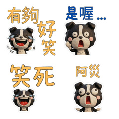 ภาษาไต้หวัน บอร์เดอร์คอลลี่  39