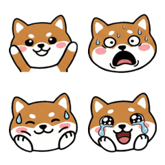 動く丸顔豆柴20